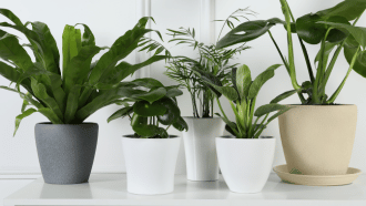 Four houseplants sitting on a table