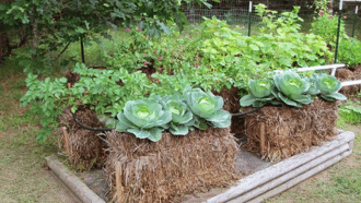 Straw Bales planted with cabbage
