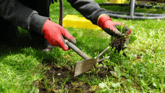 Gardener pulling dandelion out of the ground and holding a hoe in the other hand