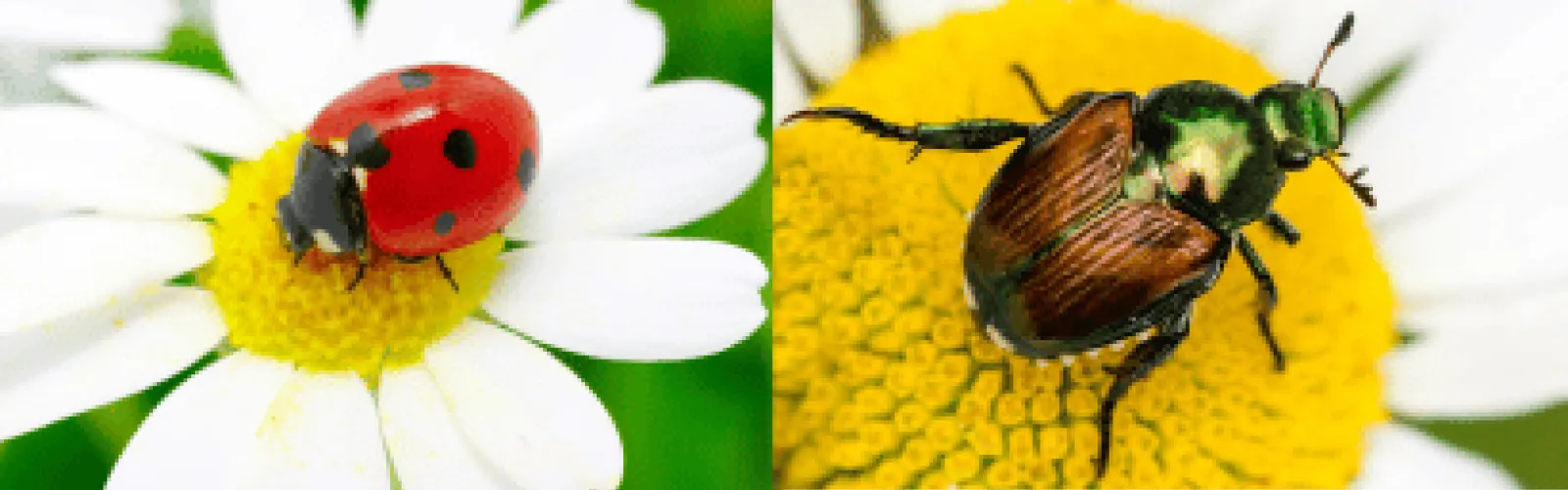 Ladybug and Japanese beetle