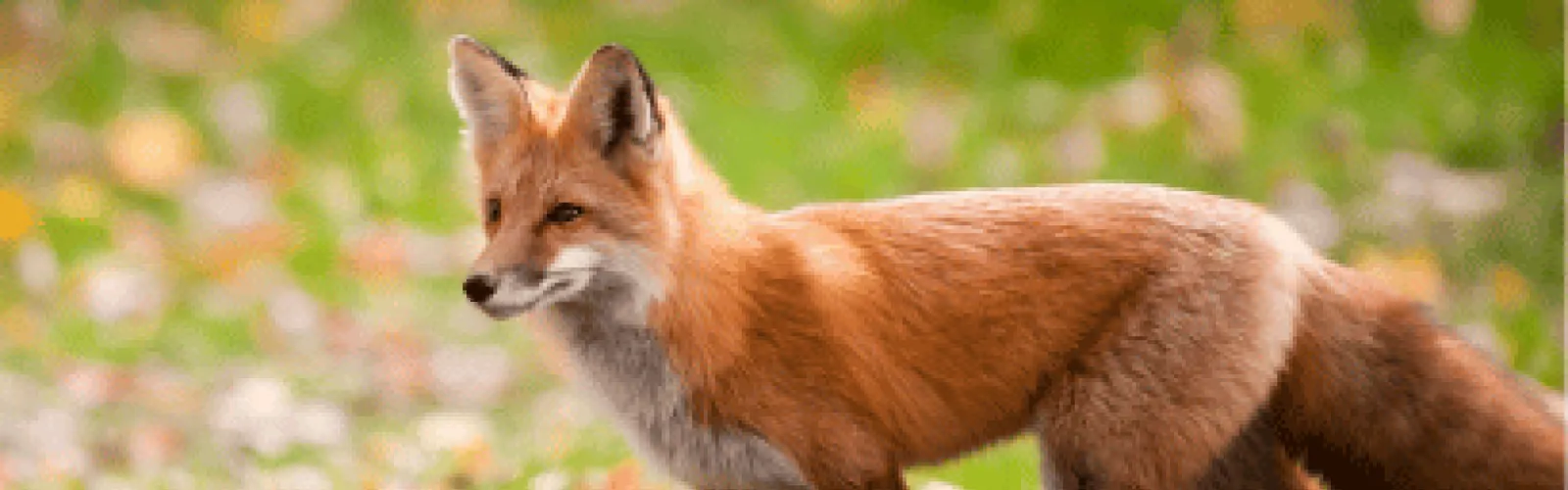 Fox