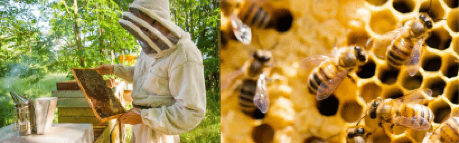 Beekeeper holding honeycomb with bees